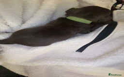 Cockapoo dogs for sale: Last boy ready to leave day b4 the big man comes  - Image 6