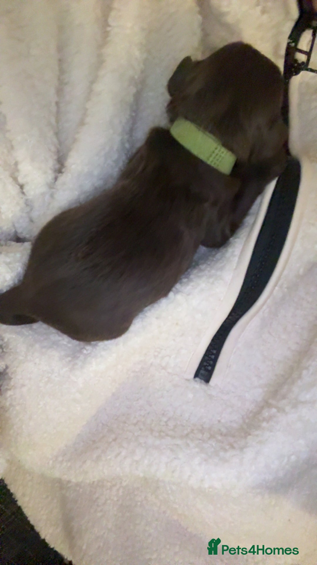 Cockapoo dogs for sale: Last boy ready to leave day b4 the big man comes  - Image 6