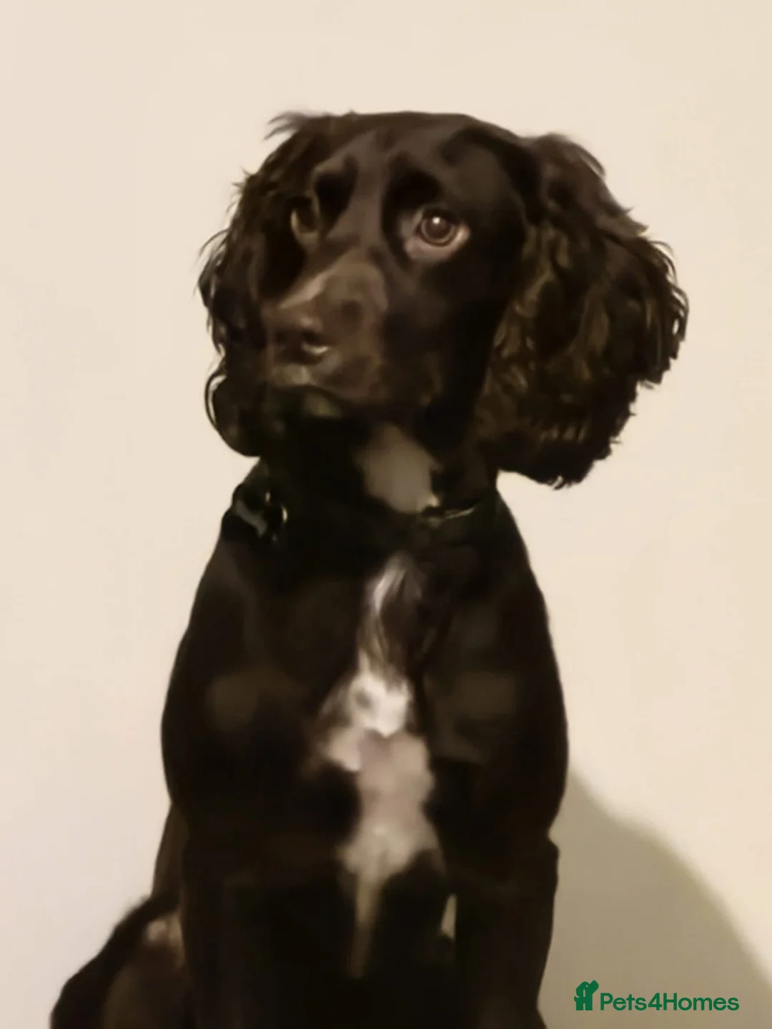 Cocker Spaniel dogs for sale: Male Cocker spaniel 18 month old - Advert 3