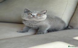 British Shorthair cats for sale: Beautiful BSH  - Image 9