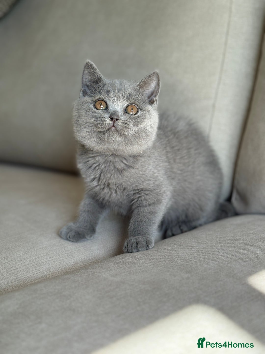British Shorthair cats for sale: Beautiful BSH  - Image 9