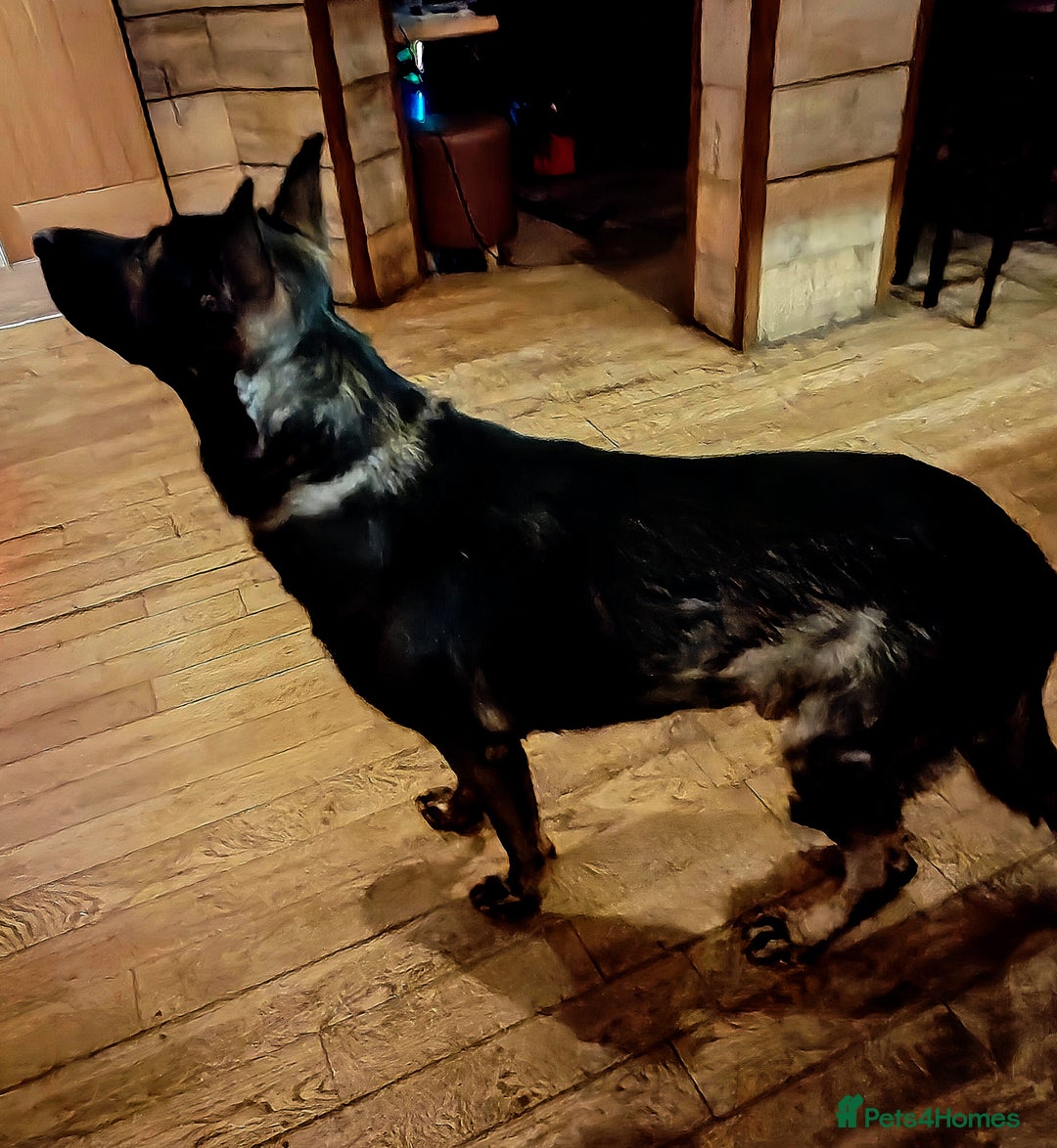 German Shepherd dogs for stud: KENSESQUI SIMBA (Simba) - Advert 33