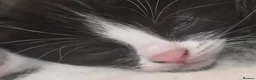 Mixed Breed cats for sale: Dainty little black & white female kitten - Advert 3