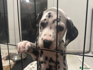 Dalmatian dogs Dalmatian 1 boy - Advert 6