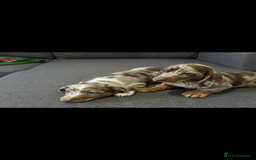 Dachshund dogs for sale: Dachshund - Image 5