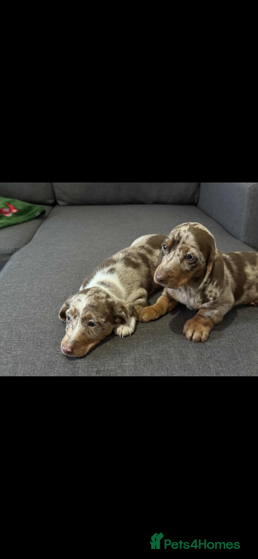 Dachshund dogs for sale: Dachshund - Image 5