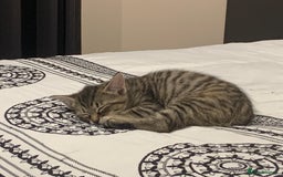 Mixed Breed cats for sale: Siberian x British Shorthair Kittens 💞 - Image 17