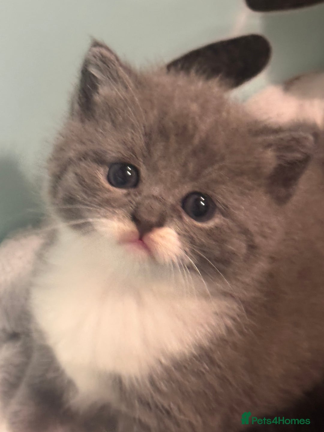 Mixed Breed cats for sale: Mixed , British short hair - Image 3
