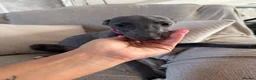 Whippet dogs for sale: Kennel club registered female puppy  - Advert 6