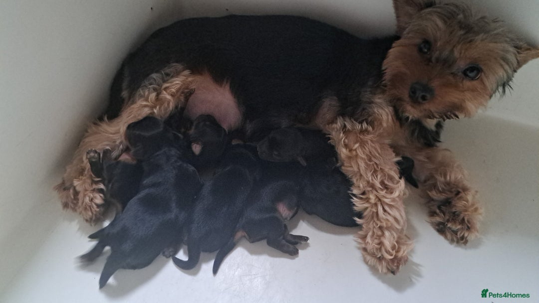 Yorkshire Terrier dogs for sale: Pedigree Yorkshire terrier puppy's  - Advert 14