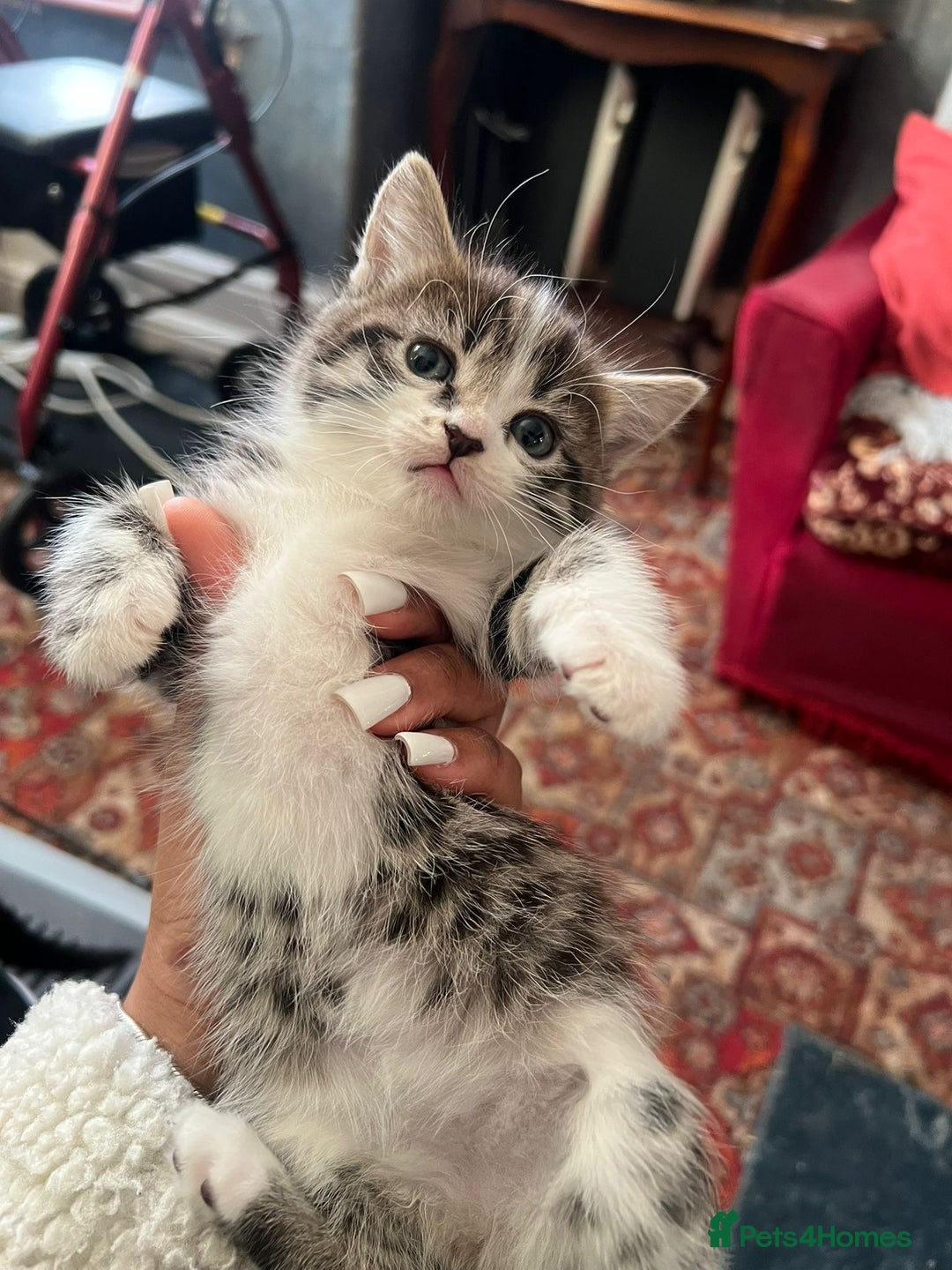 British Shorthair cats for sale: Kittens For Sale - Advert 2