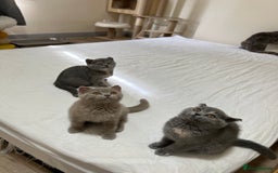 British Shorthair cats for sale: British shorthair kittens  - Image 13