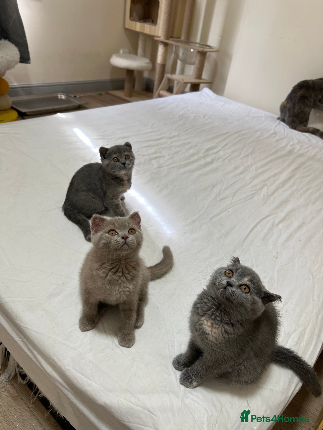 British Shorthair cats for sale: British shorthair kittens  - Image 13