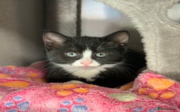 Domestic Shorthair cats for sale:  Beautiful Kittens Ready for Their Forever Homes.  - Image 3