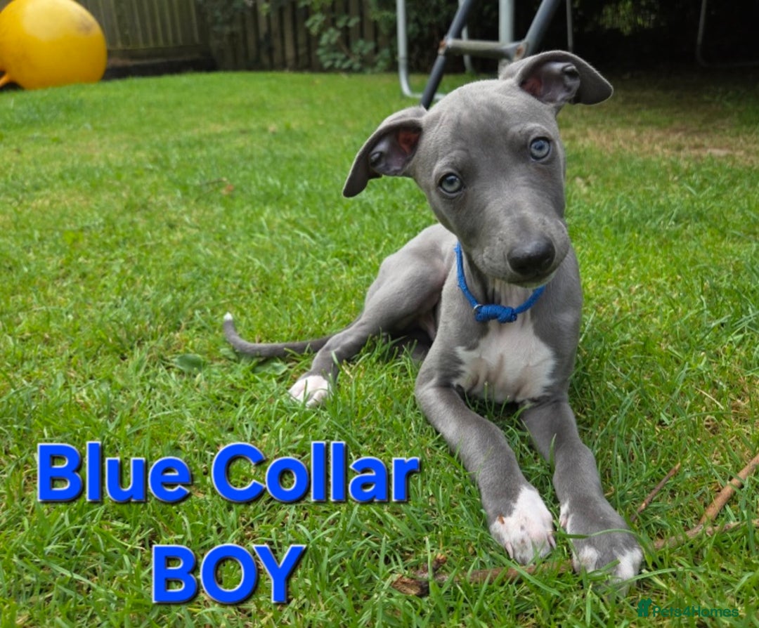Italian Greyhound dogs for sale: **Wiggys (Whippet/Italian Greyhound)** - Image 4
