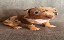 Dachshund dogs for sale: Minature Dachshund - Image 4