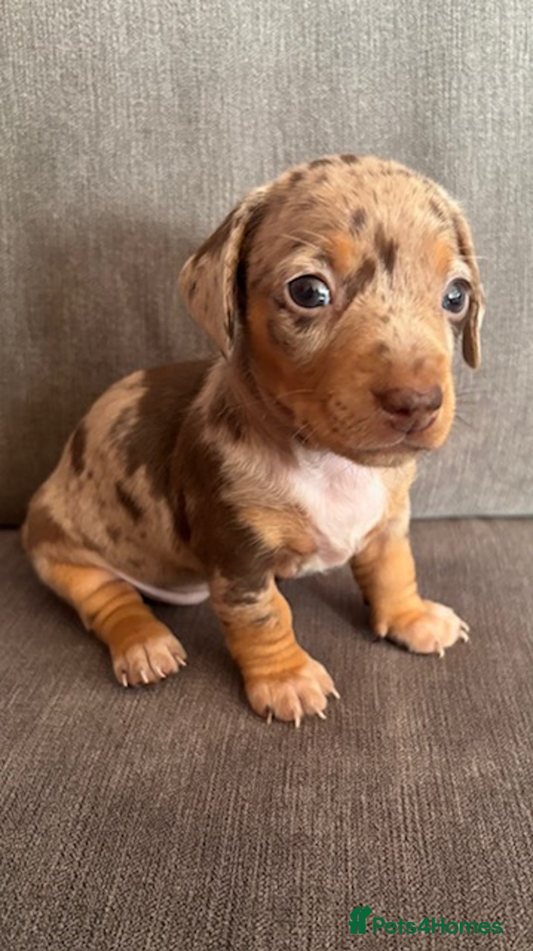 Dachshund dogs for sale: Minature Dachshund - Image 4