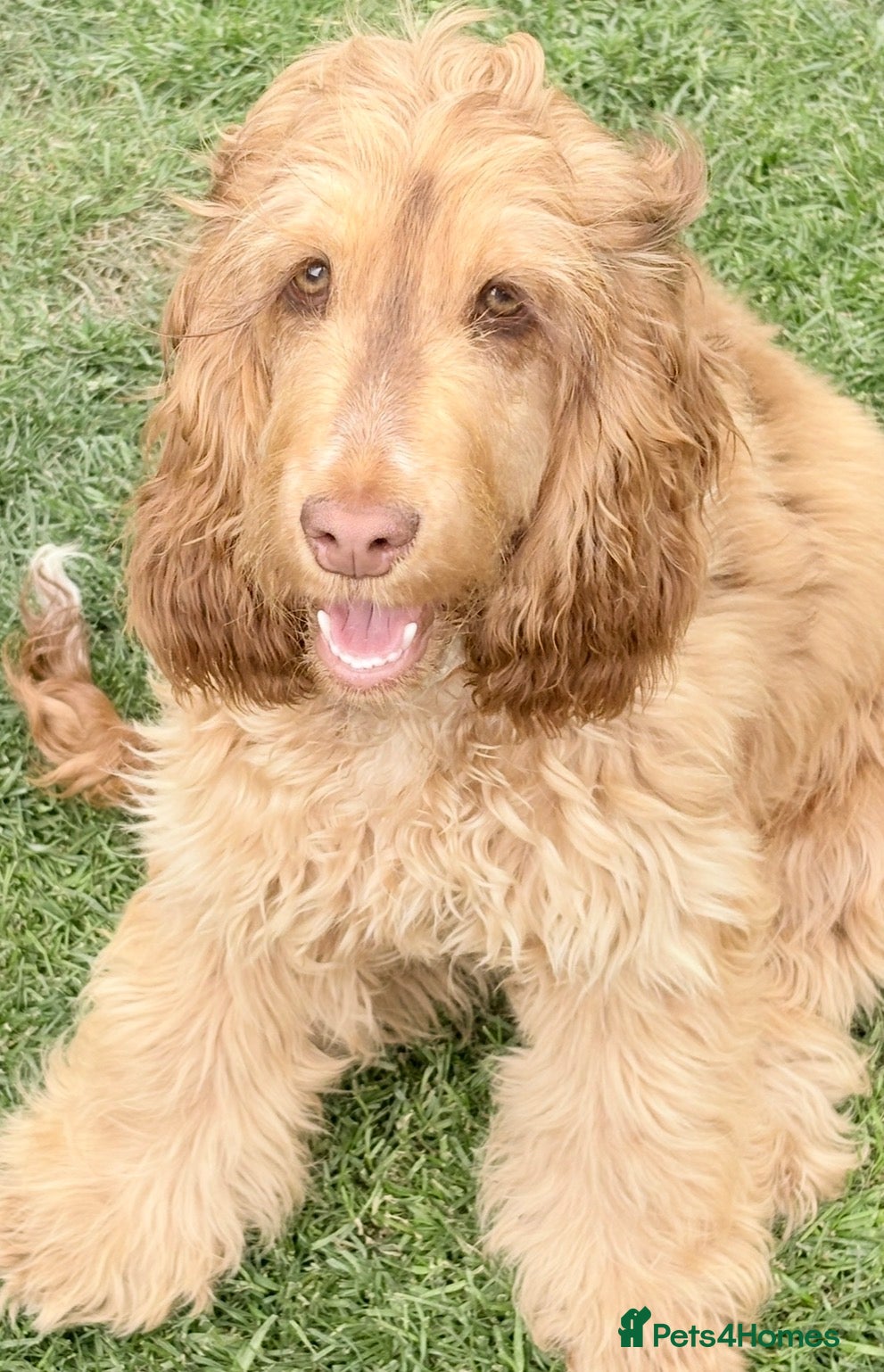 Cocker Spaniel dogs Chocolate sable show cocker girl  - Advert 1
