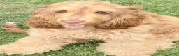 Cocker Spaniel dogs for sale: Chocolate sable show cocker girl  - Advert 1
