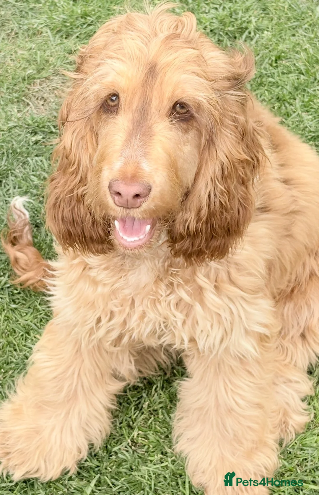 Cocker Spaniel dogs for sale: Chocolate sable show cocker girl  - Advert 1