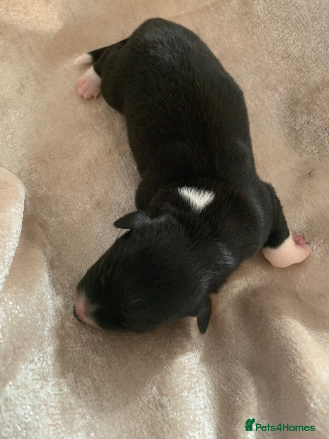 Border Collie dogs for sale: Pure Border Collie pups  - Advert 13