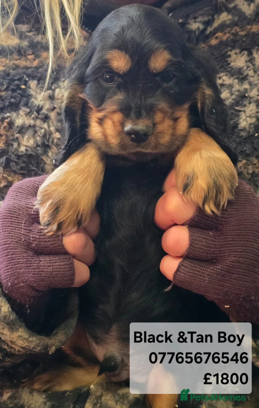 Cocker Spaniel dogs for sale: Cocker Spaniel Show Puppies Homebred Licenced - Advert 4