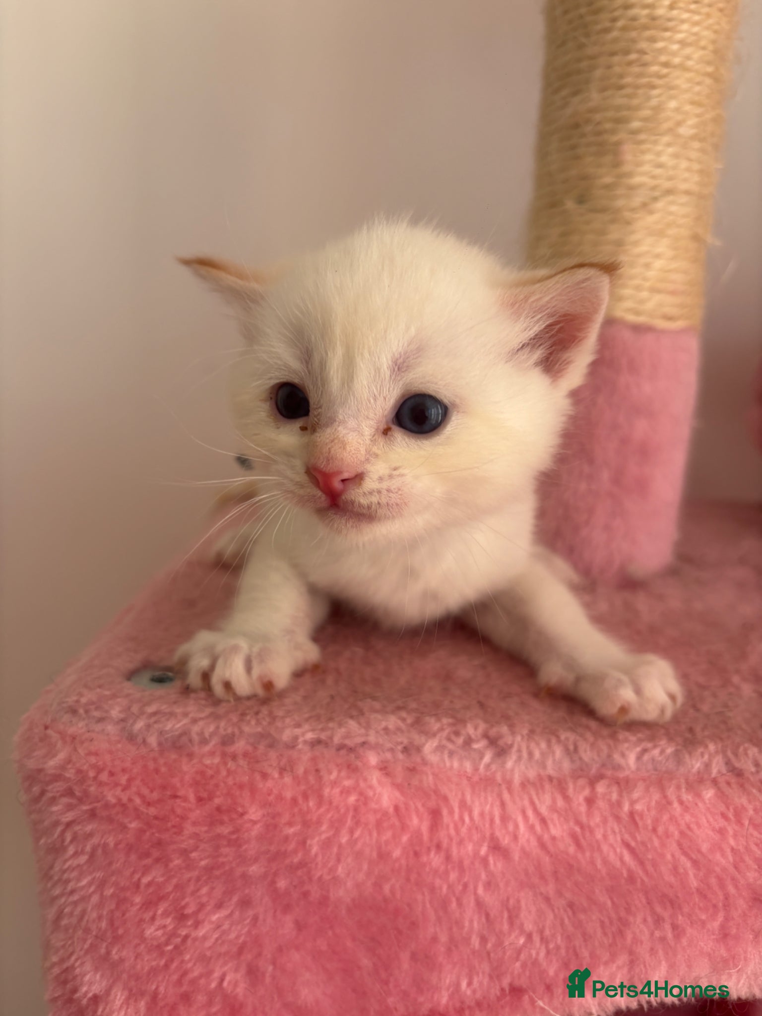 Ragdoll cats Ragdoll kittens  (2 kittens left)  - Advert 11