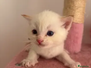 Ragdoll cats Ragdoll kittens (2 kittens left) - Advert 11