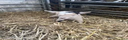 Goats livestock for sale: Pure pygmy goats - Advert 4