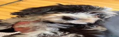 Cockapoo 2