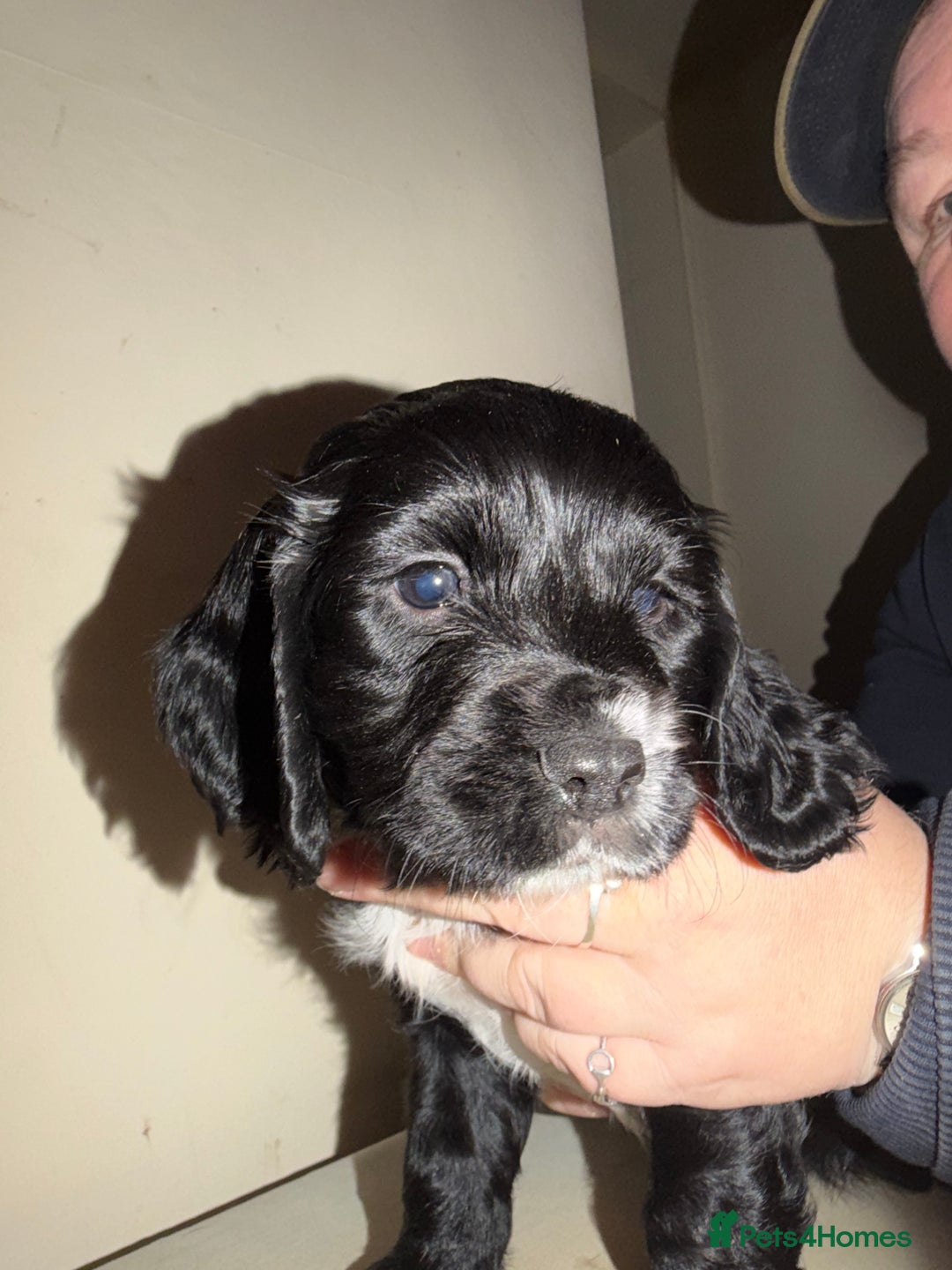 Cocker Spaniel dogs for sale: KC registered Working cocker spaniel puppies  - Advert 5