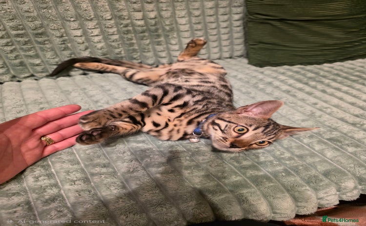 Bengal cats - Advert 3