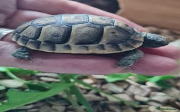 Tortoise reptiles for sale: Beautiful Baby Spur Thigh Tortoises  - Image 2