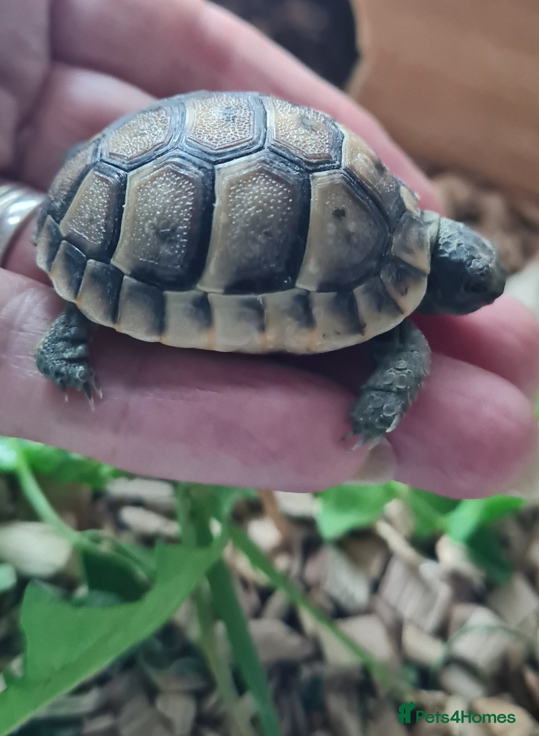 Tortoise reptiles for sale: Beautiful Baby Spur Thigh Tortoises  - Image 2