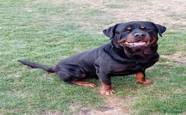 Rottweiler dogs - Advert 1