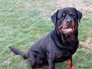 Rottweiler dogs - Advert 4