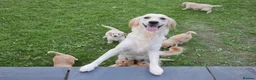 Mini Goldendoodle dogs for sale: Stunning F1 Health Tested Miniature Goldendoodles - Advert 18