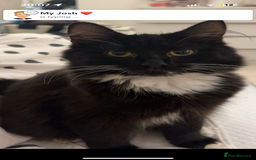 Ragdoll cats for sale: Ragdoll/domestic kitten  - Advert 1