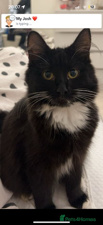 Ragdoll cats Ragdoll/domestic kitten - Advert 1