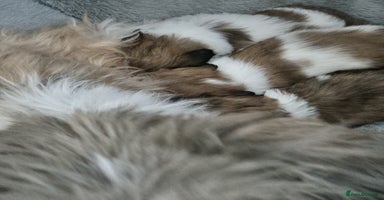 Shih Tzu dogs - Advert 9