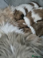 Shih Tzu dogs - Advert 11