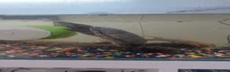 Turtle reptiles for sale: Two musk turtles for sale - Advert 2