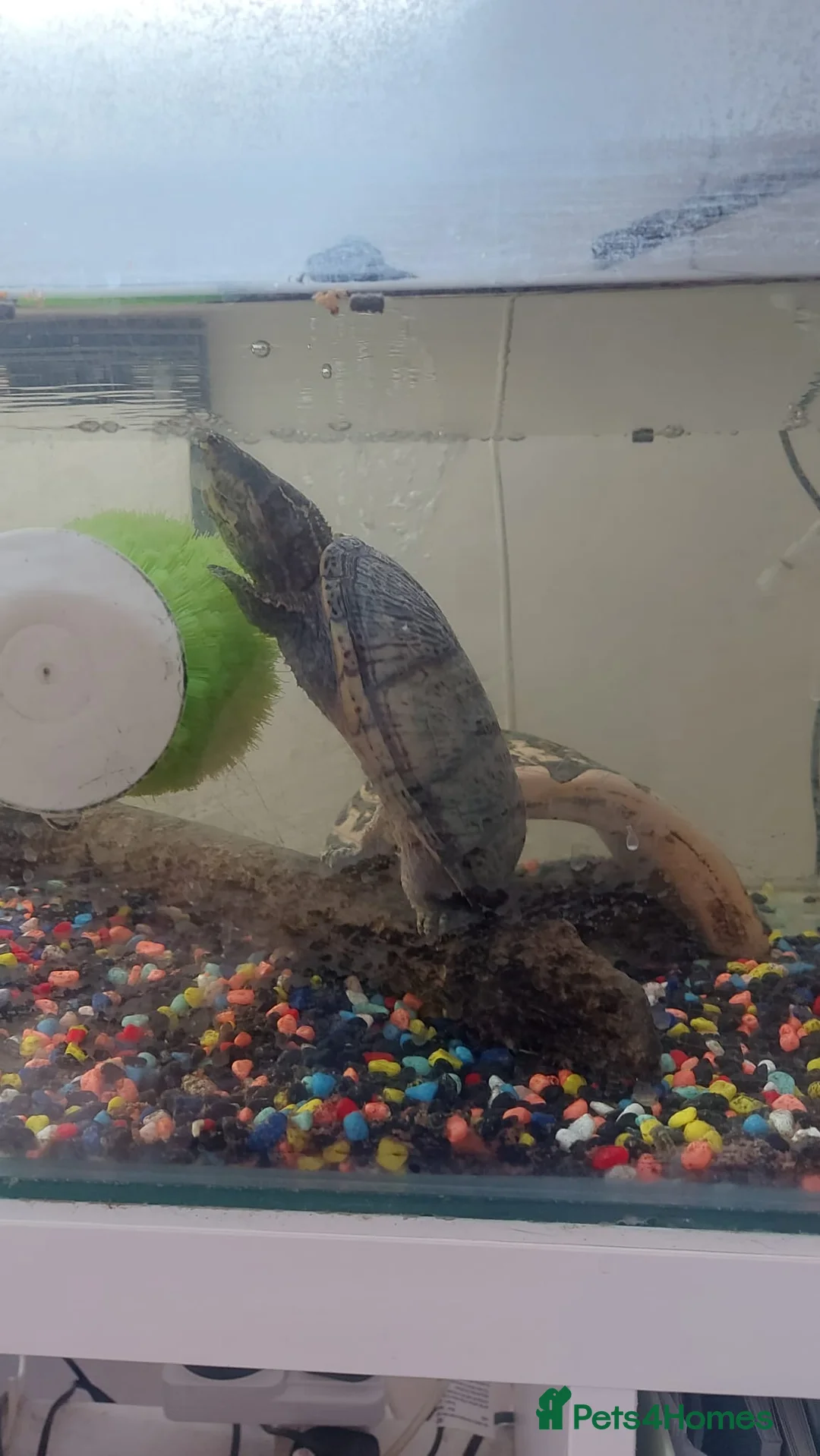 Turtle reptiles for sale: Two musk turtles for sale - Advert 2