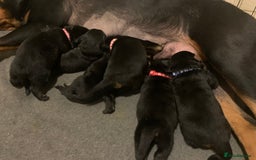 Rottweiler dogs for sale: Rottweiler puppies for sale - Advert 2