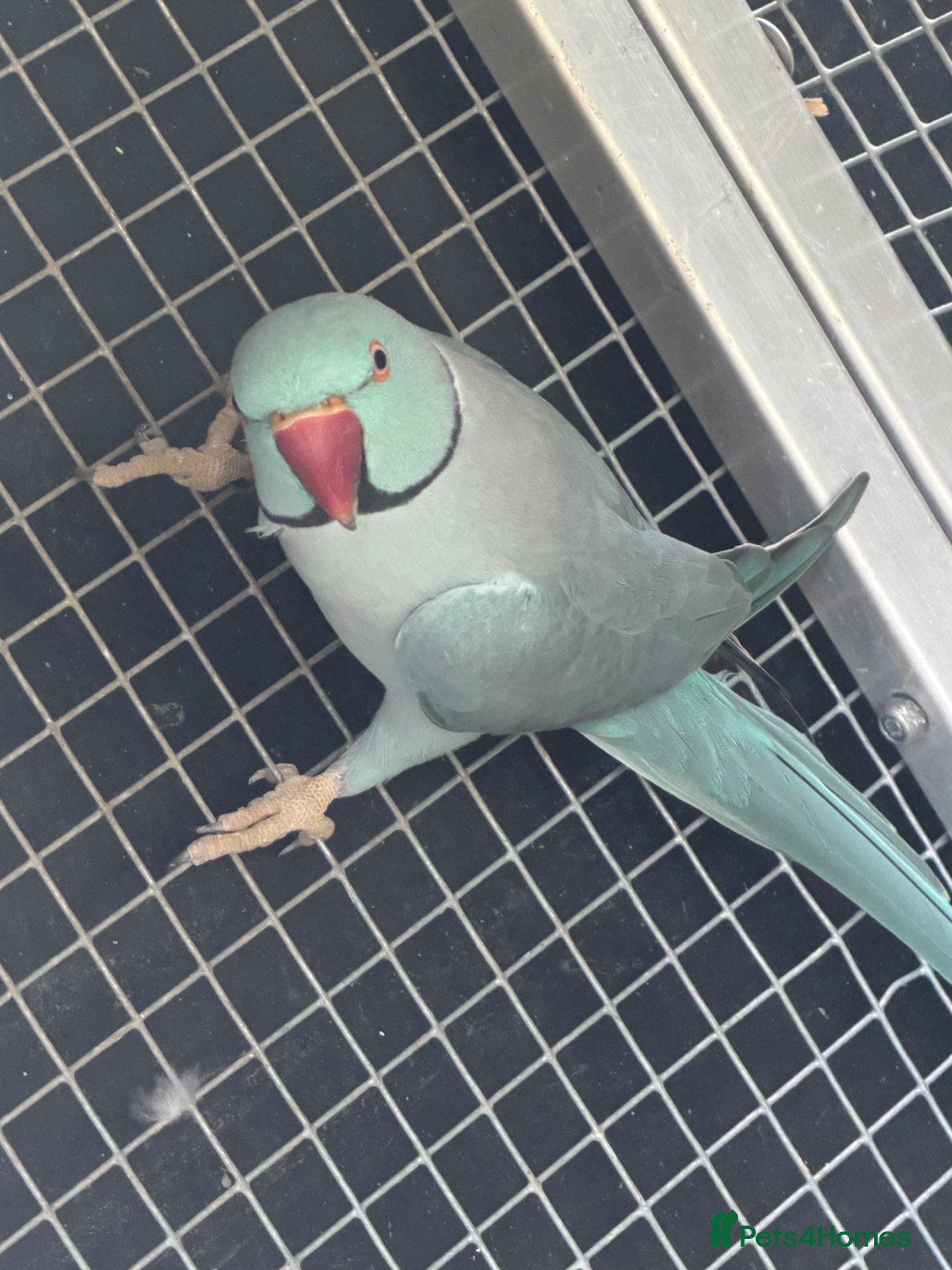 Ringnecks birds Ringneck and Kakariki young one available  - Advert 2