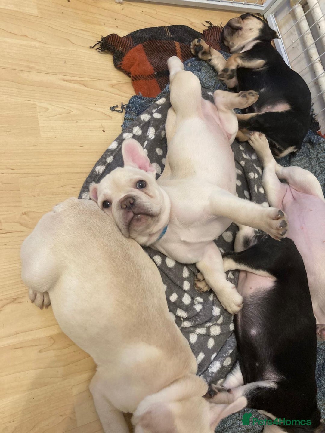 French Bulldog dogs for sale: 5 beautiful French bulldog puppies  - Advert 14