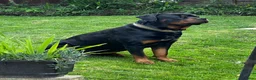 Rottweiler dogs for stud: KC registered Rottweiler Stud  in Welwyn Garden City - Advert 2