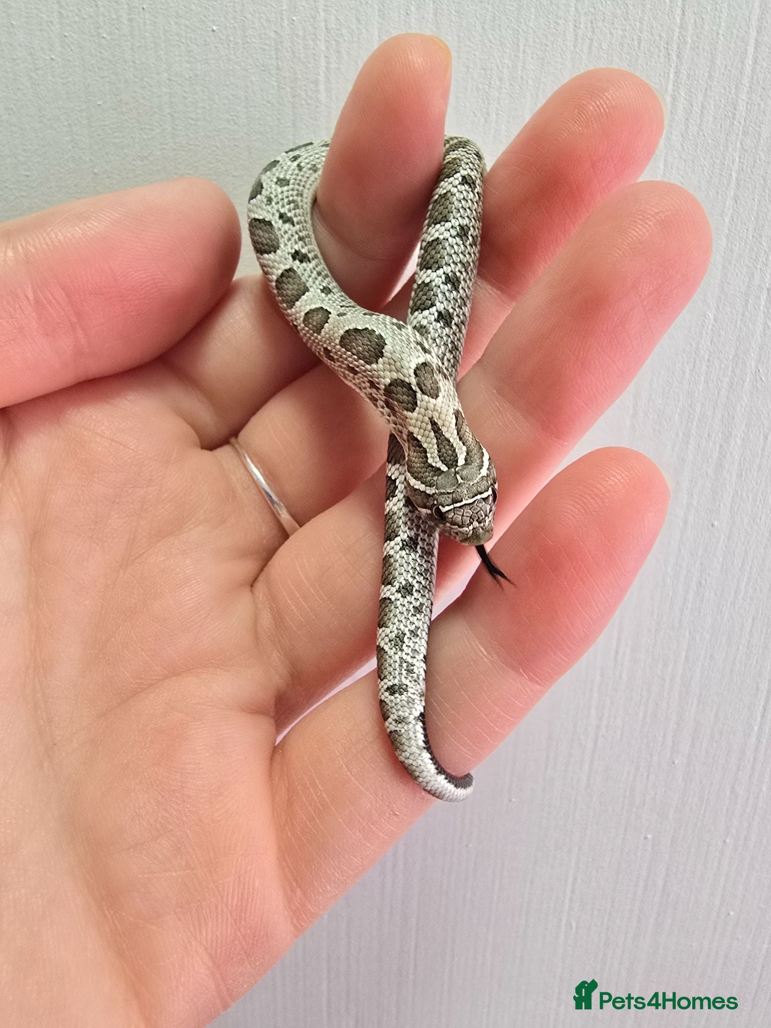 Snake reptiles CB 26 Western hognose babies ready for homes - Advert 2