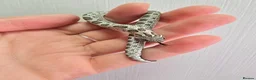 Snake reptiles for sale: CB 26 Western hognose babies ready for homes - Advert 6