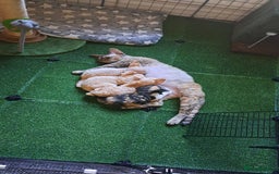 Devon Rex cats for sale: Beautiful Devon Rex babys - Advert 1